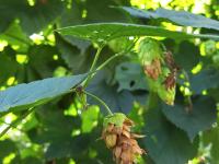 Houblon - Brûlure à halo (Diaporthe humulicola)_4
