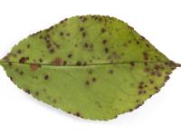 Cerise - Tache foliaire (Blumeriella jaapii)_9