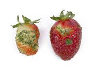 Fraise - Phyllodie_2