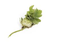 Fraise - Phyllodie_3
