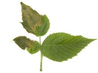 Framboise - Transpiration élevée du feuillage_1