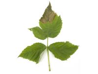 Framboise - Transpiration élevée du feuillage_2