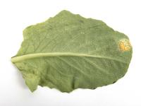 Laitues - Rouille (Puccinia sp.)_1