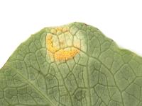 Laitues - Rouille (Puccinia sp.)_2