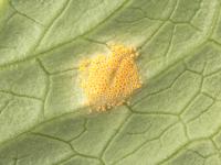 Laitues - Rouille (Puccinia sp.)_3