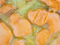 Mûre - Rouille orangée (Arthuriomyces peckianus)_1
