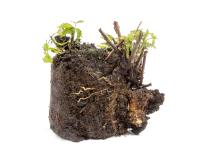 Mûre - Tumeur du collet (Agrobacterium tumefaciens)_2