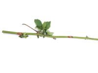 Mûre - Chancre de la tige (Botrytis cinerea)_1