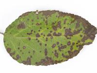 Pomme - Chute des feuilles causée par Marssonina (Diplocarpon coronariae)