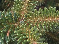 Arbres de Noël (sapins) - Brûlure des pousses_5