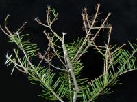 Arbres de Noël (sapins) - Brûlure des pousses (Delphinella sp.)