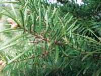 Arbres de Noël (sapins) - Brûlure des pousses (Delphinella sp.)