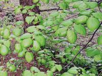 Tilleuls_dicamba (4)_3