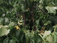 Tilleul_dicamba (4)_1