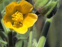 Abutilon à pétales jaunes(Abutilon theophrasti)_1