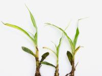 Maïs sucré_glyphosate (9)_1