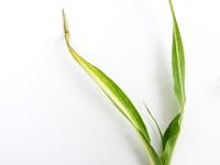 Maïs sucré_glyphosate (9)_2