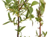 Bleuet en corymbe_glyphosate (9)_6