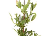 Bleuet en corymbe_glyphosate (9)_8