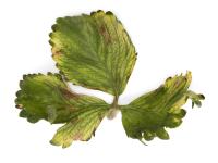 Fraise - glyphosate (9)_28