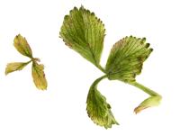 Fraise - glyphosate (9)_27