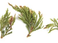 Genévrier_glyphosate (9)_2