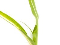 Maïs sucré_glyphosate (9)_3