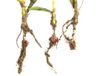 Maïs sucré_glyphosate (9)_4
