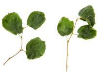 Noisetier - dicamba (4)_1