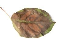 Pomme_calcium (Ca)_4