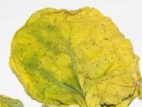 Rutabaga - linuron (5)_2