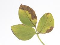 Soya - thiencarbazone-méthyle (2)_2
