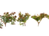 Feuilles de thuya avec jaunissements, brûlures et déformations