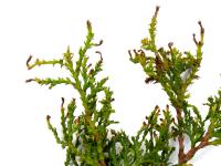 Thuyas_dicamba (4)_5