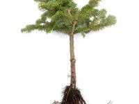 Sapins_pourriture des racines (Phytophthora abietivora)_1