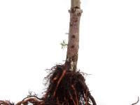 Sapins_pourriture des racines (Phytophthora abietivora)