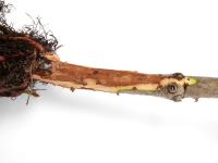 Sapins_pourriture des racines (Phytophthora abietivora)