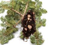 Sapins_pourriture des racines (Phytophthora abietivora)