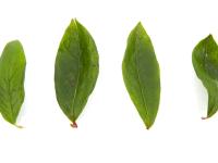 Bleuet en corymbe - dicamba (4)_4