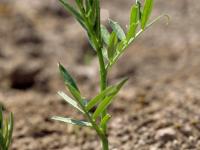 Vesce jargeau(Vicia cracca)_id