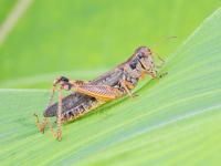 Criquet voyageur (Melanoplus sanguinipes)_2