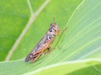 Criquet voyageur (Melanoplus sanguinipes)_3