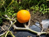 Citrouille plectosporium tabacinum