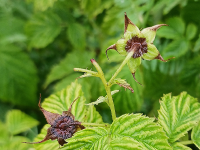 Cladosporiose framboise