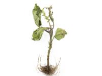 Aubergine - S-Métolachlore (15)_1