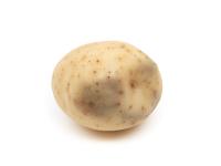 Pomme de terre - Verticilliose  (Verticillium dahliae)