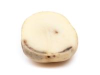 Pomme de terre - Verticilliose  (Verticillium dahliae)