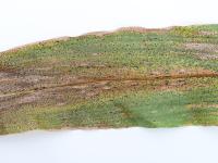 Mais - Tache goudronneuse (Phyllachora maydis)