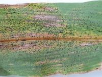 Mais - Tache goudronneuse (Phyllachora maydis)