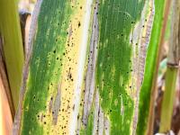 Mais - Tache goudronneuse (Phyllachora maydis)